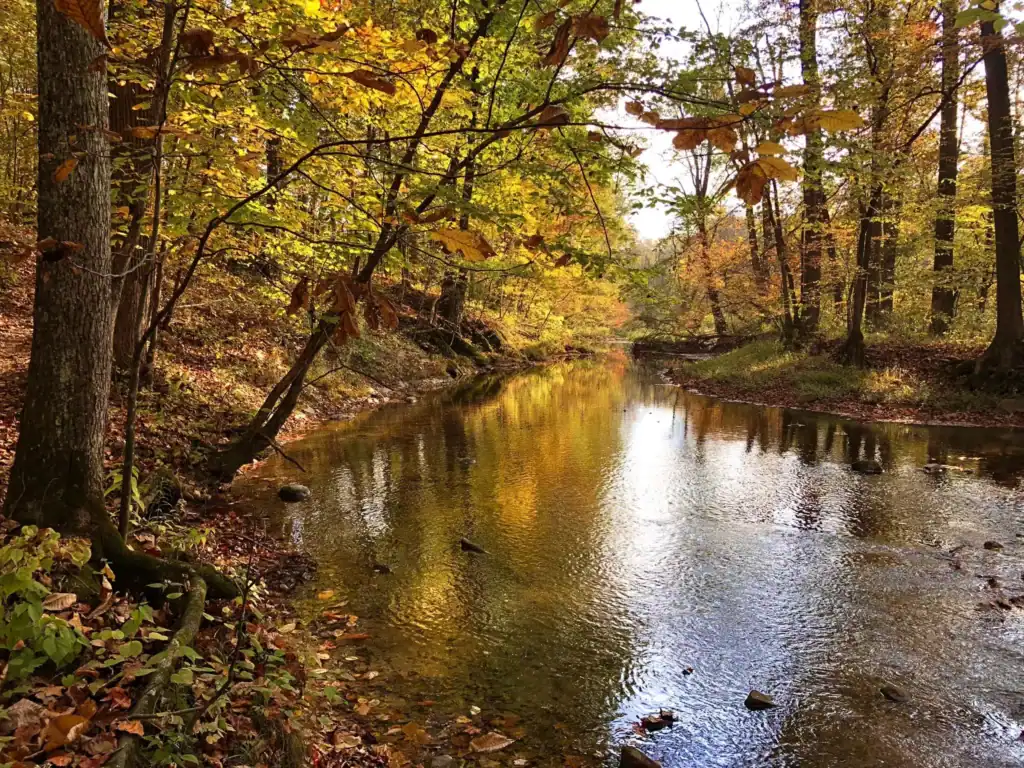 Beautiful view of trees and Bushkill Creek with fall foliage at Jacobsburg Park