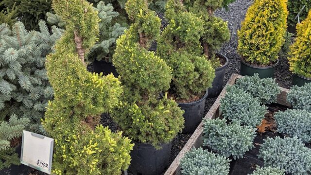 Blue Barn Nursery