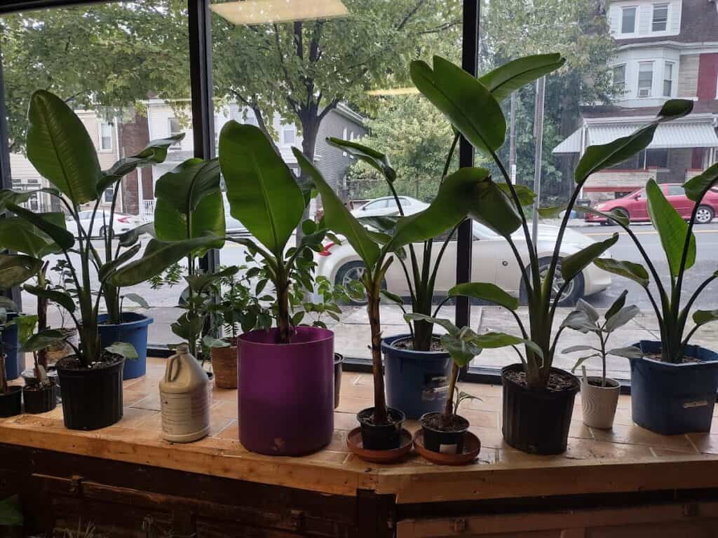 The Banana Tree
