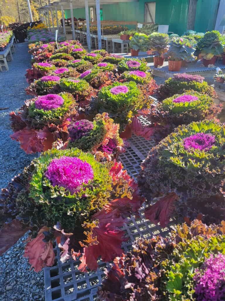 Cierech Greenhouses