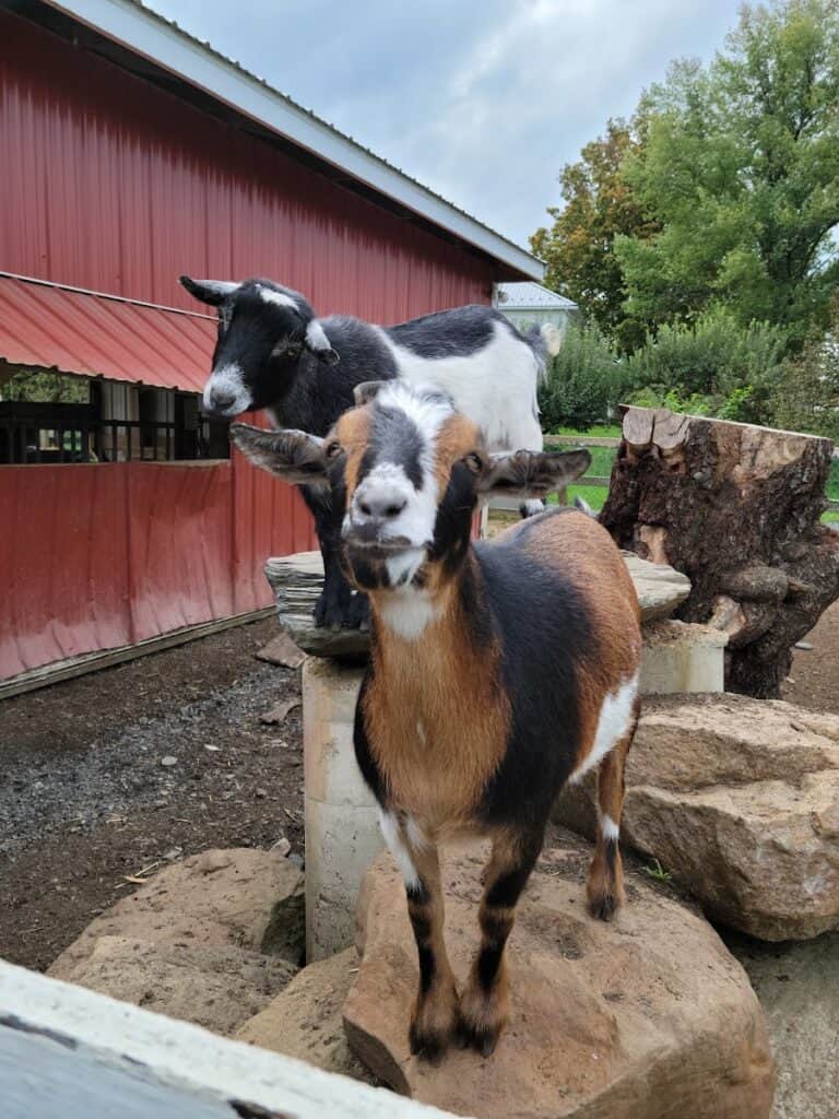 Juniperdale Farms